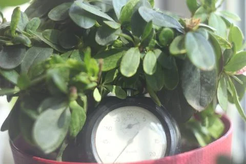 Clock in greenery Foto stock