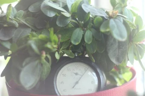 Clock in greenery Foto stock