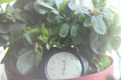 Clock in greenery Foto stock