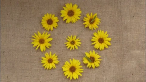 Clock made from sunflowers. Stop motion time lapse animation. Vídeos de archivo 152304798