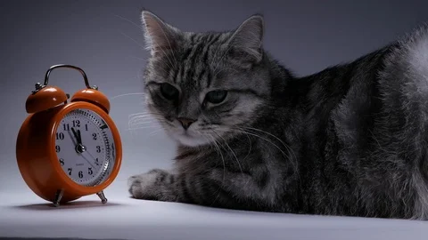 Clock with round dial. Alarm clock is orange. A cat, a pretty striped, green-eye Stock Footage