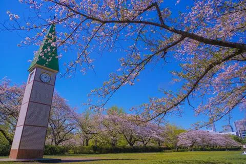 Clock tower and cherry blossoms next to the lawn (Sarue Onshi Park) Photos