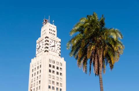 Clock Tower and Palm Tree Stock-Fotos