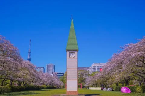 Clock tower lined with cherry trees (Sarue Onshi Park) Stock Photos