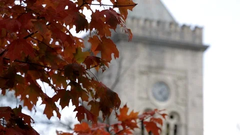 Clock tower with Roman numerals and rack focus from foliage to tower, day. 스톡 동영상 106880889