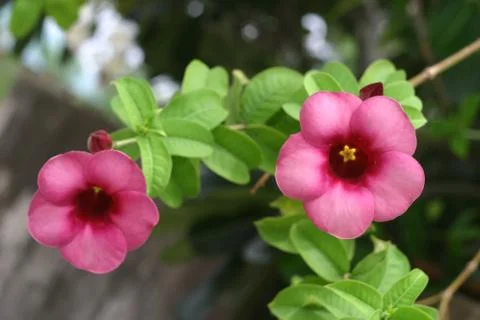 Clock vine Foto stock