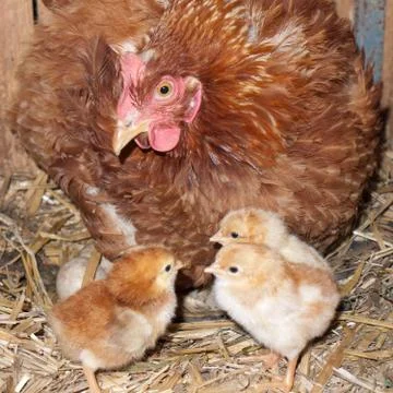 Clocking hen with chicks Stock Photos