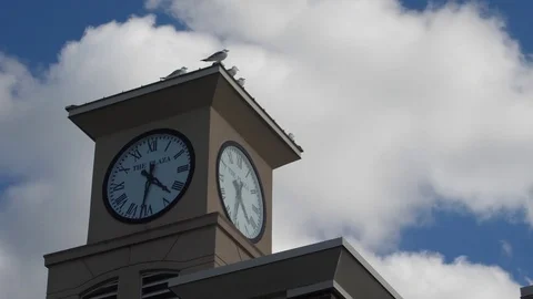 Clocktower Seagulls Stock Footage