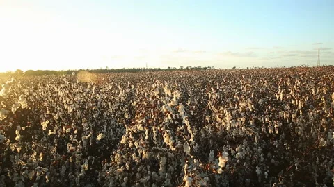 Clockwise panoraming of wide field of ripe cotton under sunset sky Stock Footage 91937211