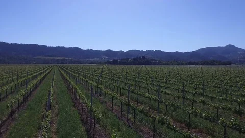 Clockwise rotation over Grapes 001310 DJI_0018 Stock Footage 89987630