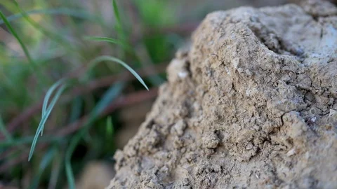 Clod of earth Stock Footage 95928251