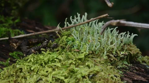 Cloe up Moss Growing on Tree Stock Footage 253155729