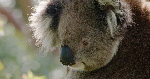 Cloesup profile of cute koala in a Eucalyptus tree - 4K 30P. Stock Footage 87861066