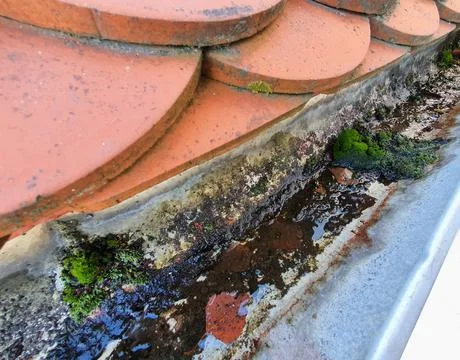 Clogged gutter with moss. Stock Photos