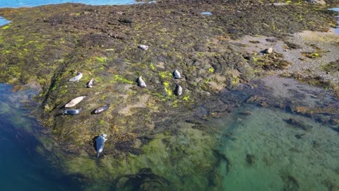 Cloghy Rocks Seals, distant orbit clockwise Stock Footage 243027736