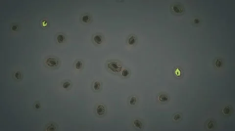 Cloning bacteria with alpha channel Video stock 11404271