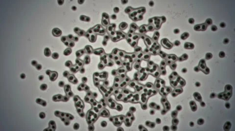 Cloning bacteria Video stock 8507870