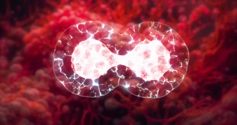 Cloning of bacteria Video stock 246216506
