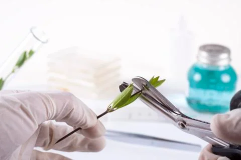 Cloning Stock Photos