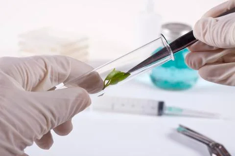 Cloning Stock Photos