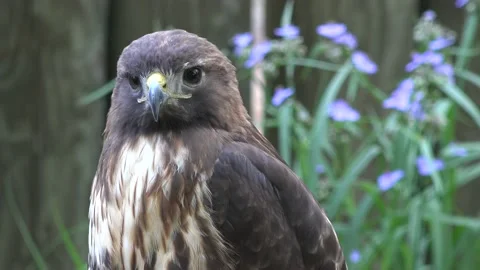 Clooseup of a hawk Stock Footage 237348288