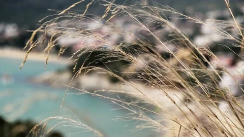 Clos eup 4K shot of silvergass rippling on wind. Stock Footage 152003412