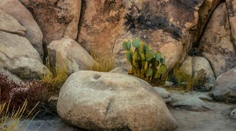 Clos eup of big stone and cactus with rock wall and dry plants in joshua tree Stock Photos