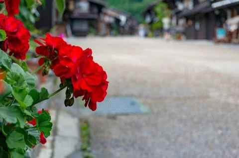 Clos eup of bright red geranium flower with street on the background Stock Photos