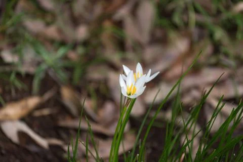 Clos eup of white small flower with green grass. Floral background Stock Photos