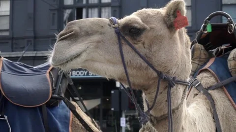 Closa up of a camel head posing on the street Stock Footage 73224509