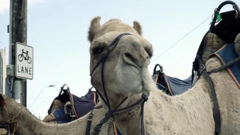 Closa up profile  of a camel head posing on the street Stock Footage 73226029