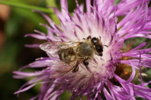 Close-up 1 of gray with open wings of Caucasian Apis mellifera a bee sitting  写真素材