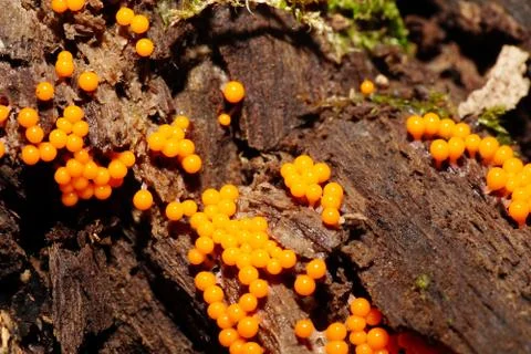 Close-up of 1 small red-orange Caucasian mushrooms Miksomycete Mycetozoa Fotos Stock