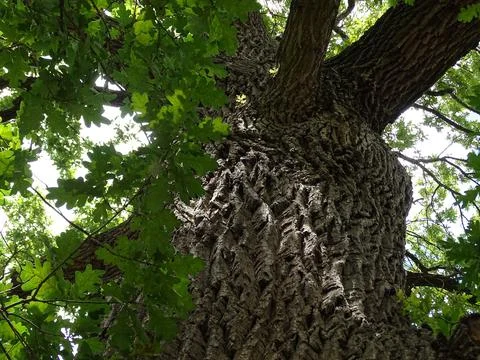 Close-up of a 150-year-old oak tree trunk Stock Photos