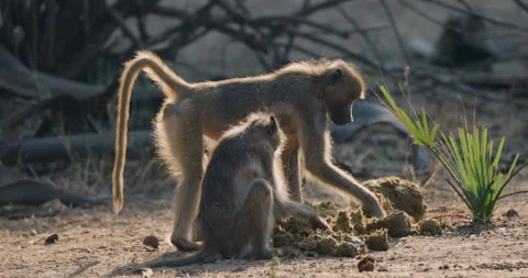 Close-up 2 Chacma baboons scratching through elephant dung for a seed to eat Vídeo Stock 285126512