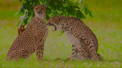 Close-up of 2 Cheetahs resting on grass Stock Footage 145569881