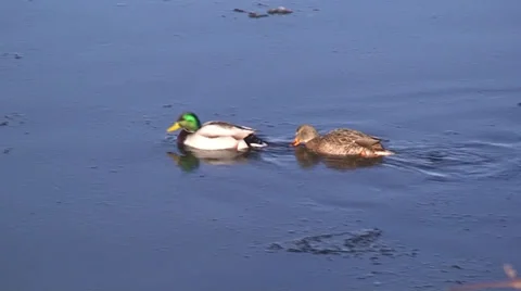 Close up of 2 ducks swimming in a river. Stock Footage 34490548