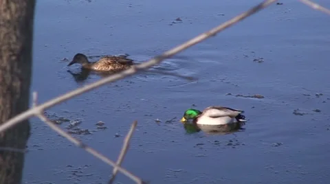 Close up of 2 ducks swimming in a river. Stock Footage 34490564