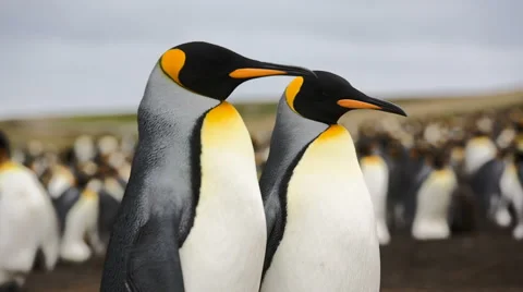 A close-up of 2 King penguins with a colony in the background. Stock Footage 58236808