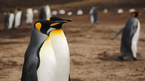 A close-up of 2 King penguins Vidéo 58237874