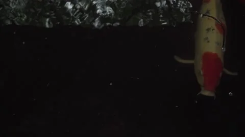 Close up, 2 large Koi fish swimming slowly below the surface of a garden pond Stock Footage 162154610