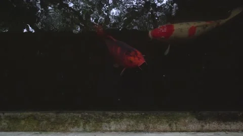 Close up of 2 large Koi fish gulping for oxygen at the surface of a garden pond Stock Footage 162154738