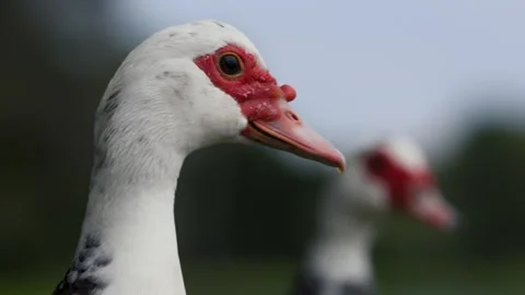 Close-Up of 2 Muscovy Ducks. Camera Switches Focus Stock Footage 262979900