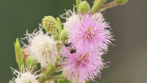 Close up of 2 worker bees (Trigona Spinipes) pollinating wildflowers  Video stock 288016568
