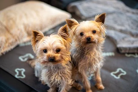 Close-up of 2 Yorkshir terriers sitting together on a couch Stock Photos