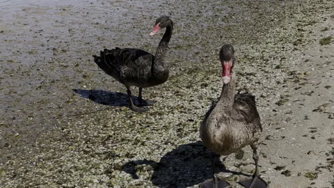 Close of 3 black swans posing in mud at low tide Stock Footage 230217843