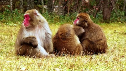 Close-up 3 friends of red-faced monkeys are resting Stock Footage 145569440
