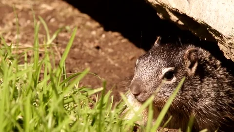 Close up of 3 Young babies Rock squirrels in their den Stock-Footage 131659837