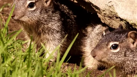 Close up of 3 Young babies Rock squirrels in their den Stock-Footage 131659860