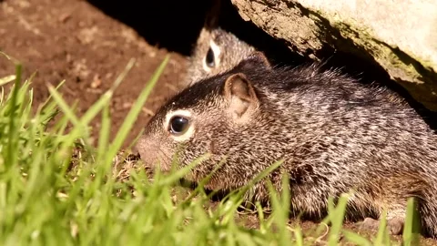 Close up of 3 Young babies Rock squirrels in their den Stock-Footage 131659862